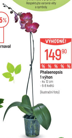 Orchidej