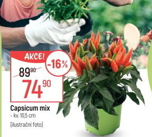 Capsicum - okrasné chilli papričky
