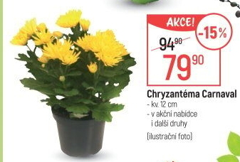 Chrysanthemum - Chryzantéma