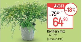Konifery