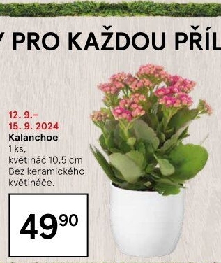 Kalanchoe - Kolopejka