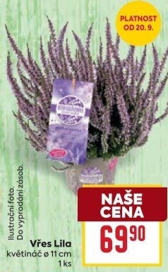 Vřes - Calluna