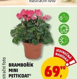 Cyclamen - Brambořík