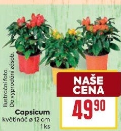 Capsicum - okrasné chilli papričky