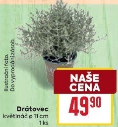 Drátovec - Krásnohlávek - Calocephalus