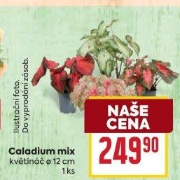 Kaládium - Caladium