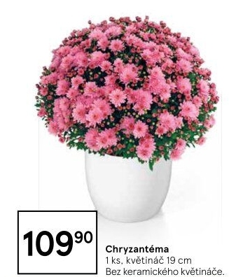 Chrysanthemum - Chryzantéma