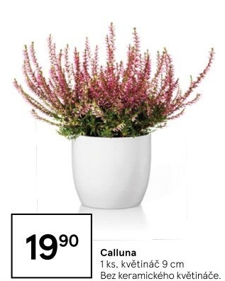 Vřes - Calluna