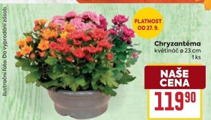 Chrysanthemum - Chryzantéma