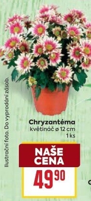 Chrysanthemum - Chryzantéma