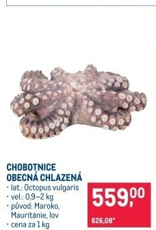 Chobotnice obecná
