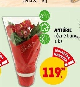 Anturie