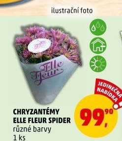 Chrysanthemum - Chryzantéma