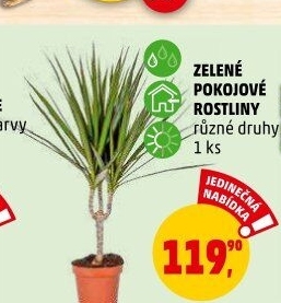 Pokojové rostliny
