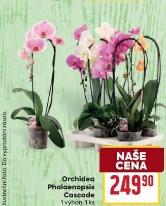 Orchidej