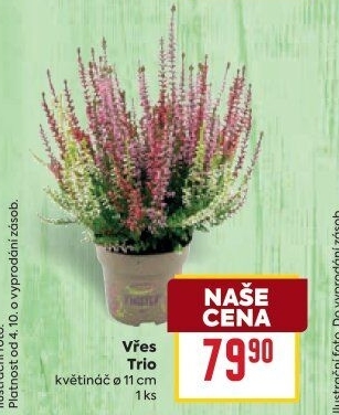 Vřes - Calluna