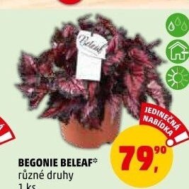 Begónie