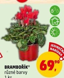 Cyclamen - Brambořík