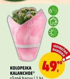 Kalanchoe - Kolopejka