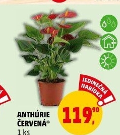 Anturie