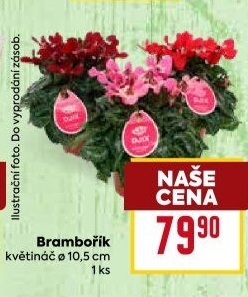 Cyclamen - Brambořík