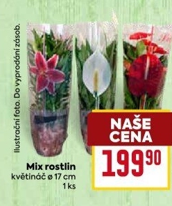 Mix kvetoucích rostlin