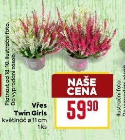 Vřes - Calluna