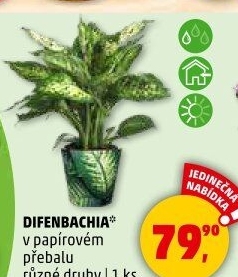 Difenbachie