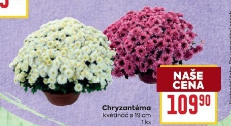 Chrysanthemum - Chryzantéma