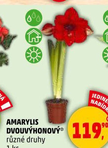 Amarylis - Hvězdník