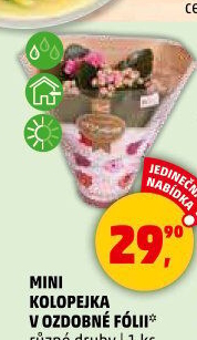 Kalanchoe - Kolopejka