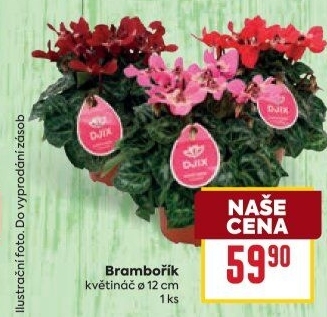 Cyclamen - Brambořík