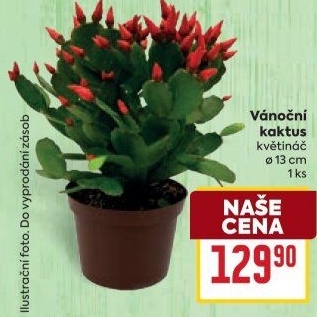 Vánoční kaktus - Schlumbergera