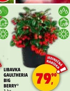 Libavka - Gaultheria