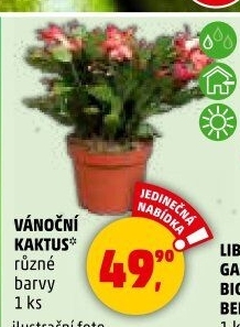 Vánoční kaktus - Schlumbergera