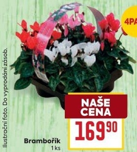 Cyclamen - Brambořík