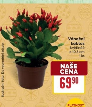 Vánoční kaktus - Schlumbergera