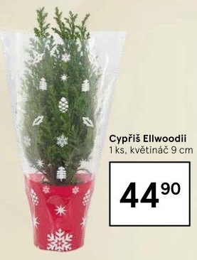 Cupressus - Cypřiš
