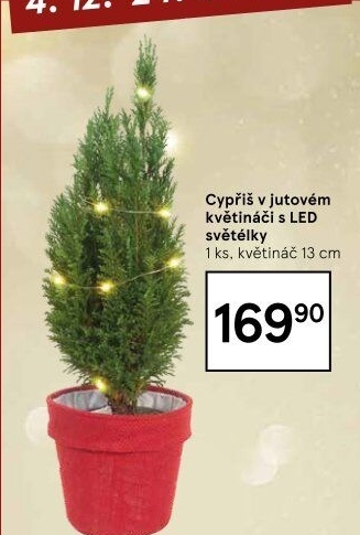 Cupressus - Cypřiš