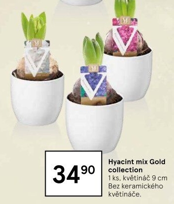 Hyacint