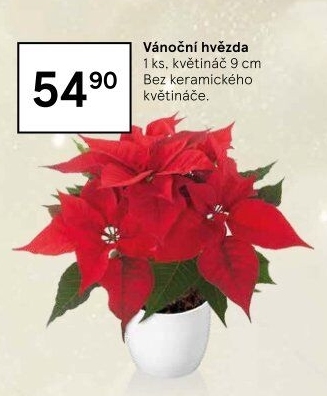 Vánoční hvězda