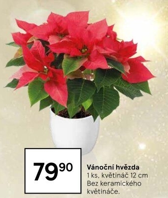 Vánoční hvězda