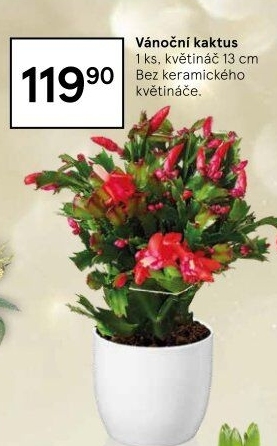 Vánoční kaktus - Schlumbergera