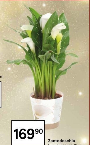 Zantedeschia - Kornoutovka