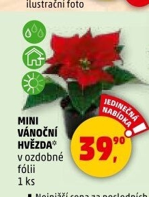 Vánoční hvězda