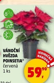 Vánoční hvězda