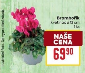 Cyclamen - Brambořík