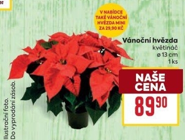 Vánoční hvězda