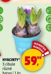 Hyacint
