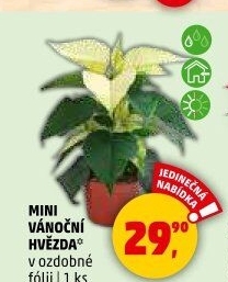 Vánoční hvězda
